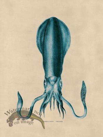 Octopus Teal 27